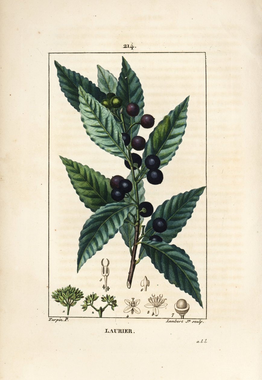 Laurierboom, Laurus nobilis, met blad, bes en zaad. Handgekleurde stipple kopergravure door Lambert Junior naar een tekening van Pierre Jean-Francois Turpin uit Chaumeton, Poiret en Chamberet