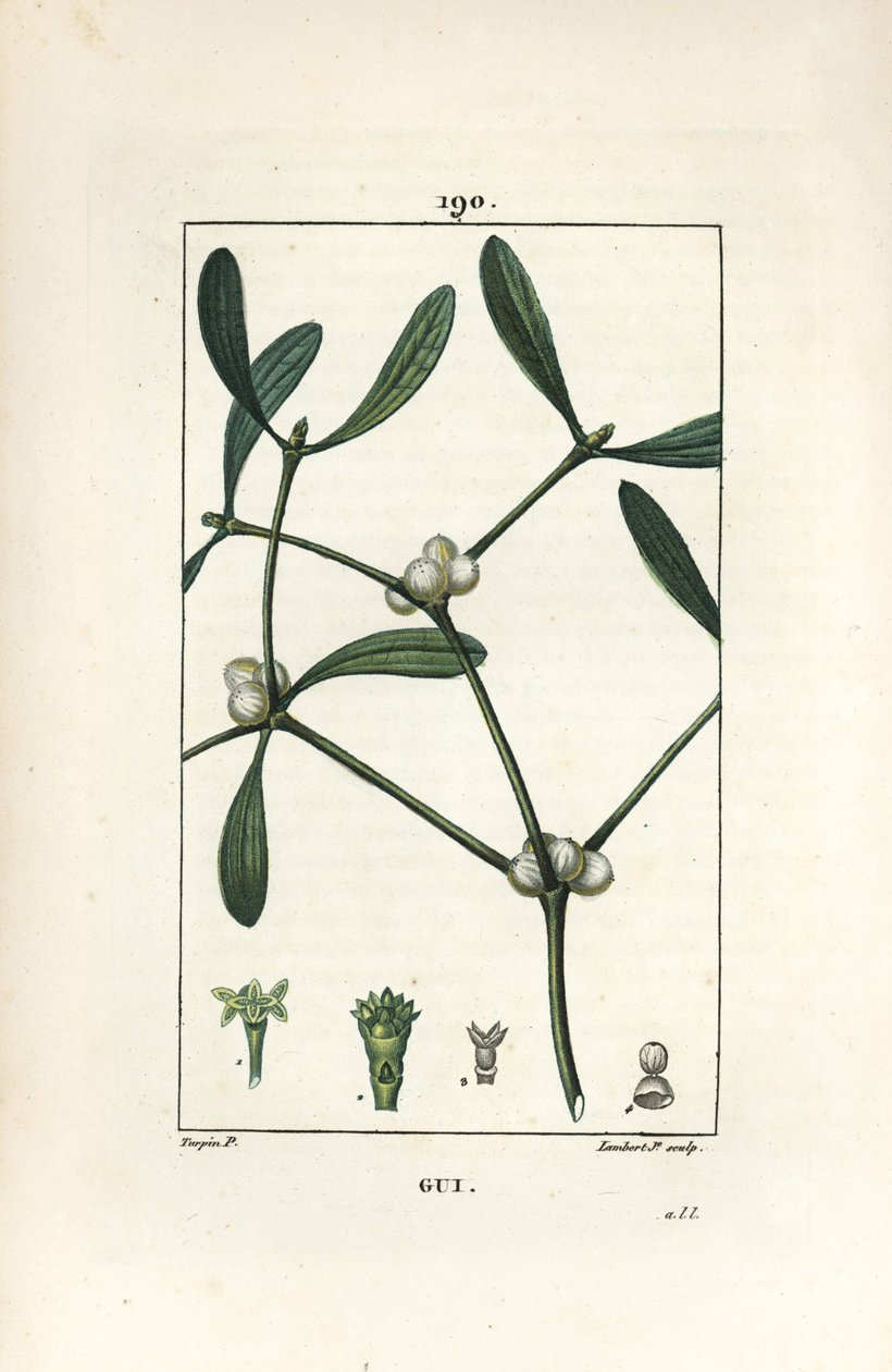 Bladmistel door Pierre Jean Francois Turpin