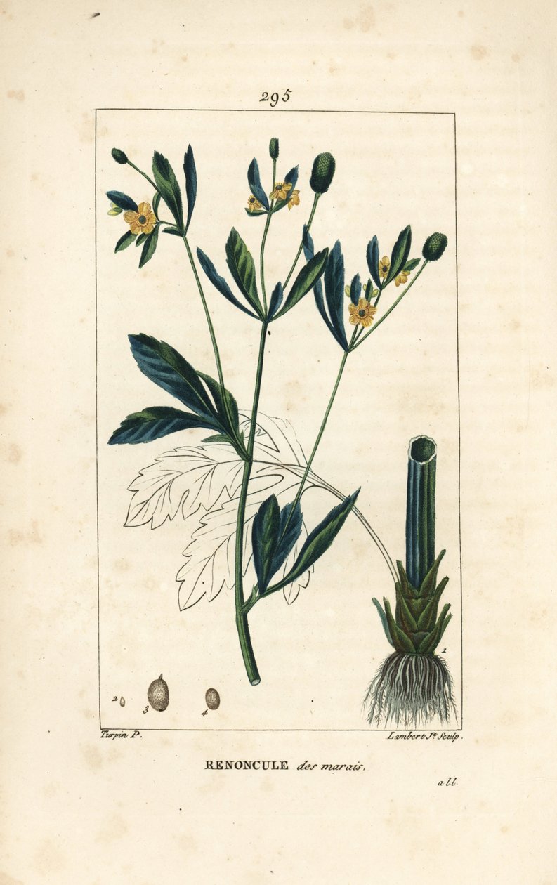 Moerasdotterbloem, moerasbevolking of watergoudsbloem - Moerasgoudsbloem of moerasboterbloem, Caltha palustris (Ranunculus palustris), met bloem, blad, stengel, wortel en zaad. Handgekleurde stipple kopergravure door Lambert Junior naar een tekening van Pi door Pierre Jean Francois Turpin