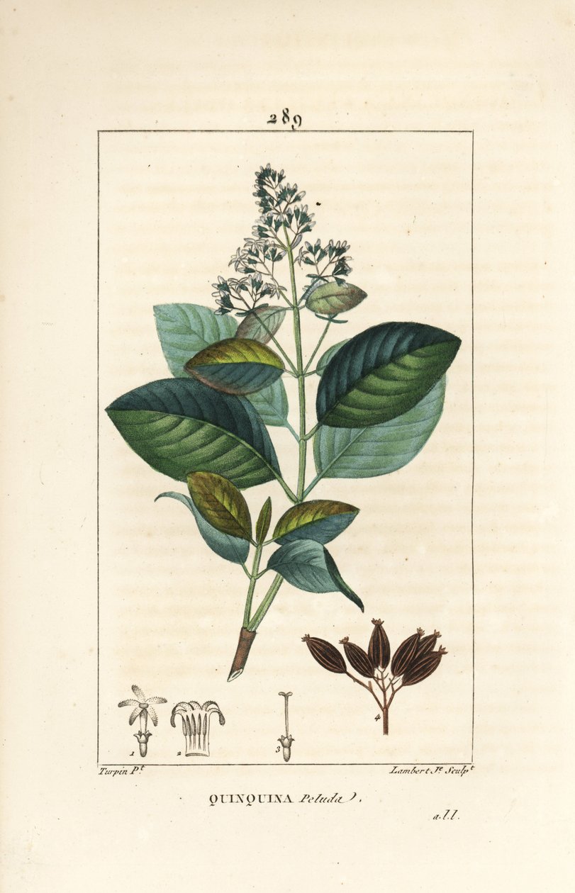 Michurago of fruta de mono, Ladenbergia macrocarpa (Cinchona ovalifolia), met bloem, blad, stengel en zaad door Pierre Jean Francois Turpin