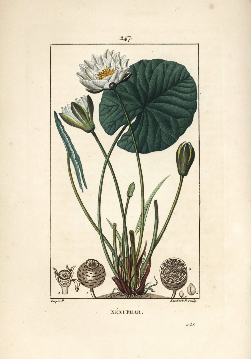 Witte waterlelie door Pierre Jean Francois Turpin