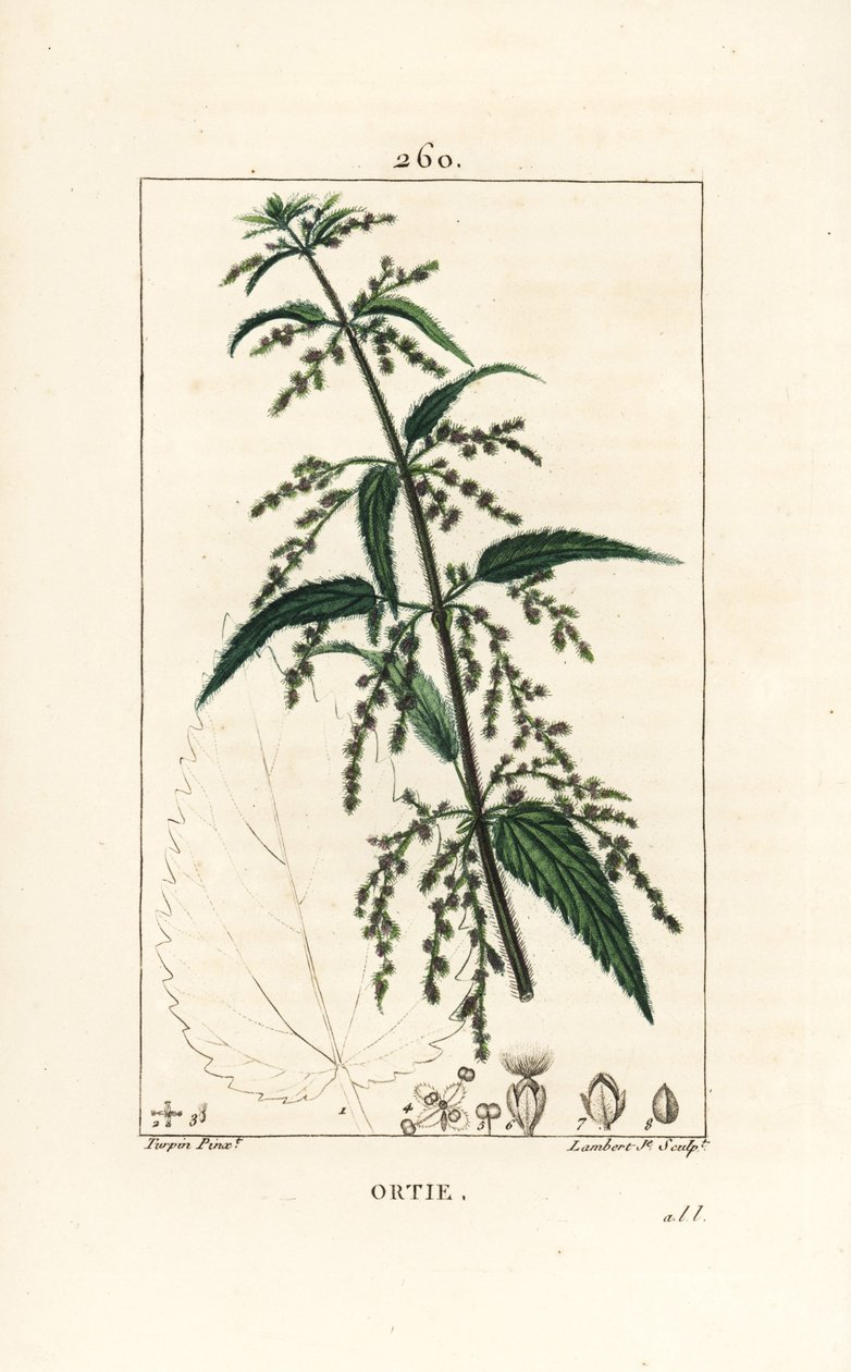Brandnetel, Urtica dioica, met bloem, zaad, stengel en bladomtrek door Pierre Jean Francois Turpin