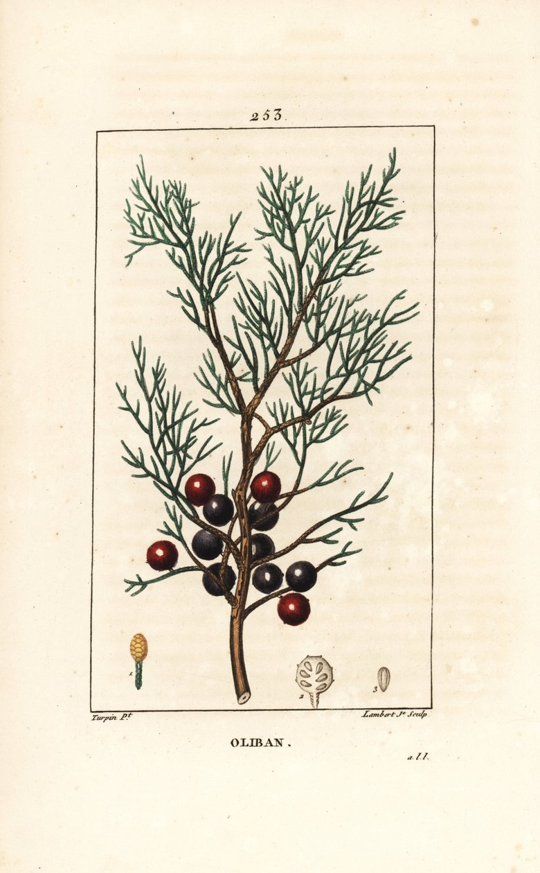 Fenicie of Lycia Jeneverbes of Rode Jeneverbes - Fenicische jeneverbes, arar, of wierook, Juniperus phoenicea, met tak, blad en bes. Handgekleurde stipple kopergravure door Lambert Junior naar een tekening van Pierre Jean-Francois Turpin uit Chaumeton, Po door Pierre Jean Francois Turpin