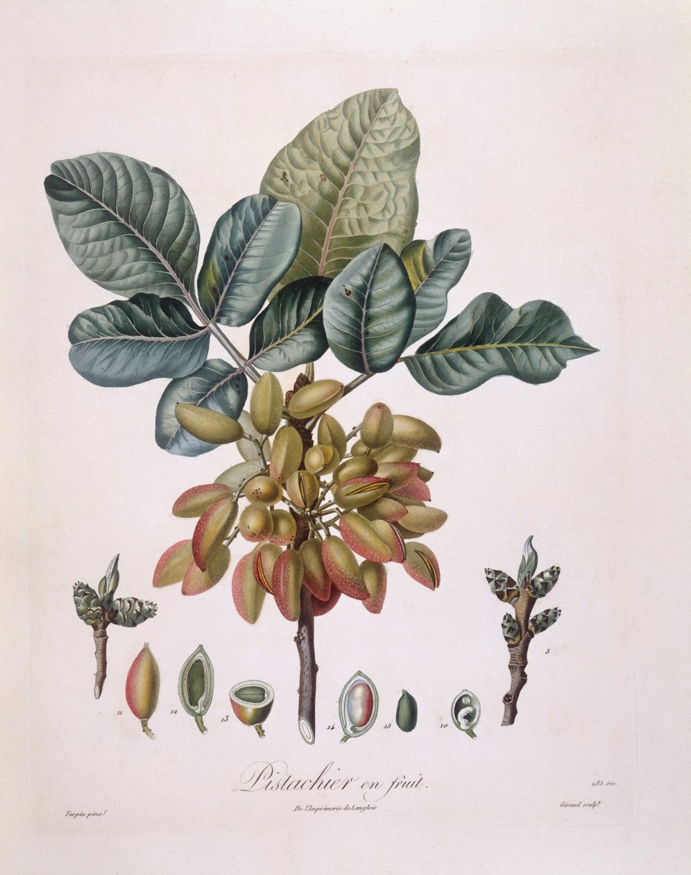 Pistache (Pistacia vera), botanische plaat door Pierre Jean Francois Turpin door Pierre Jean Francois Turpin