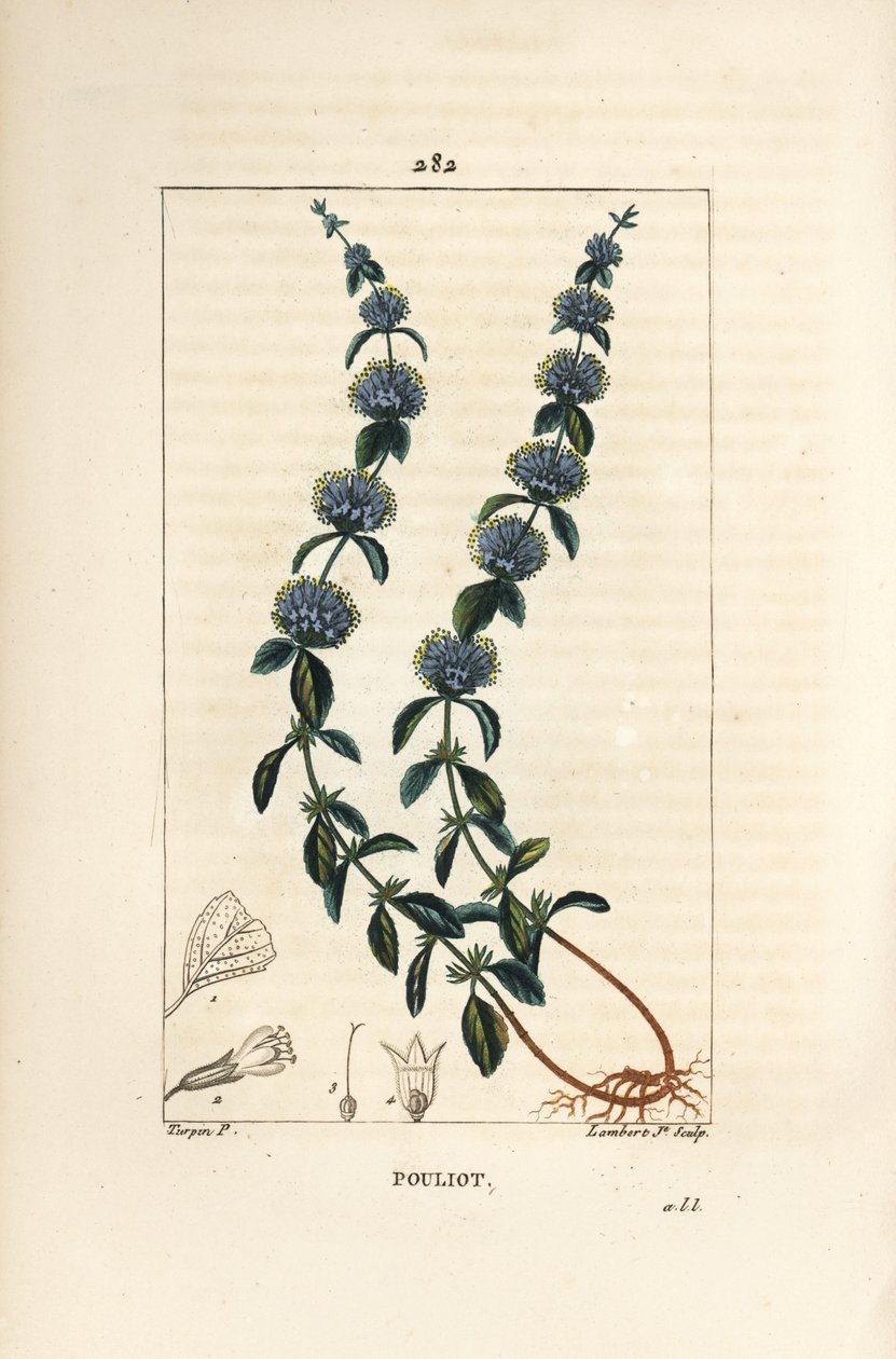 Pouliot munt - Polei munt, Mentha pulegium, met bloem, blad, stengel, wortel en zaad door Pierre Jean Francois Turpin