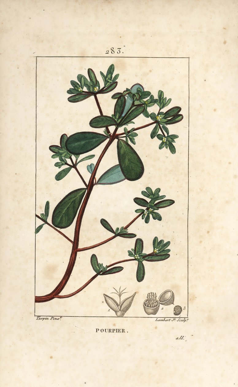 Postelein, met blad, stengel en bloem. Handgekleurde stipple kopergravure door Lambert Junior naar een tekening van Pierre Jean-Francois Turpin uit Chaumeton, Poiret en Chamberet