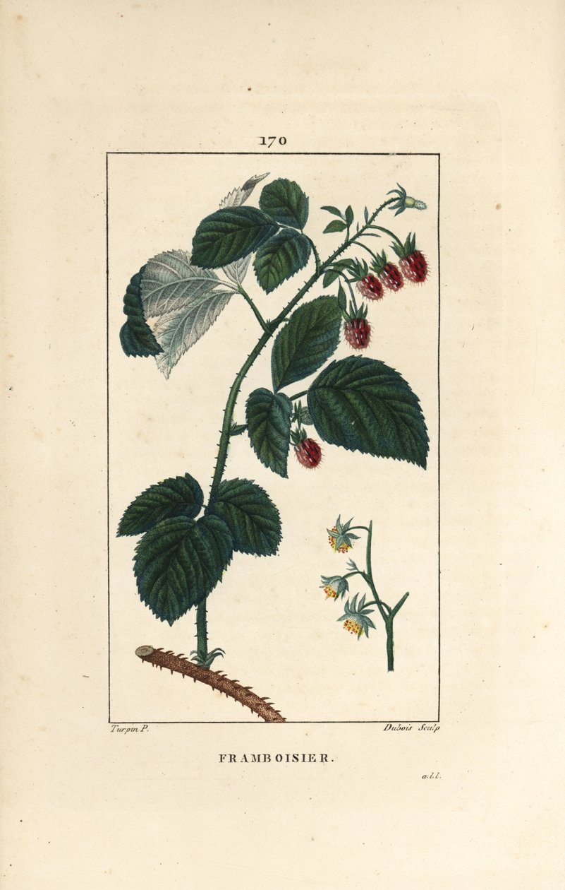 Framboos, Rubus idaeus, met bloemen, bladeren, doornen en rijpe vruchten door Pierre Jean Francois Turpin