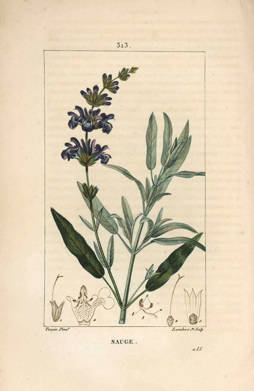 Salie officinale door Pierre Jean Francois Turpin