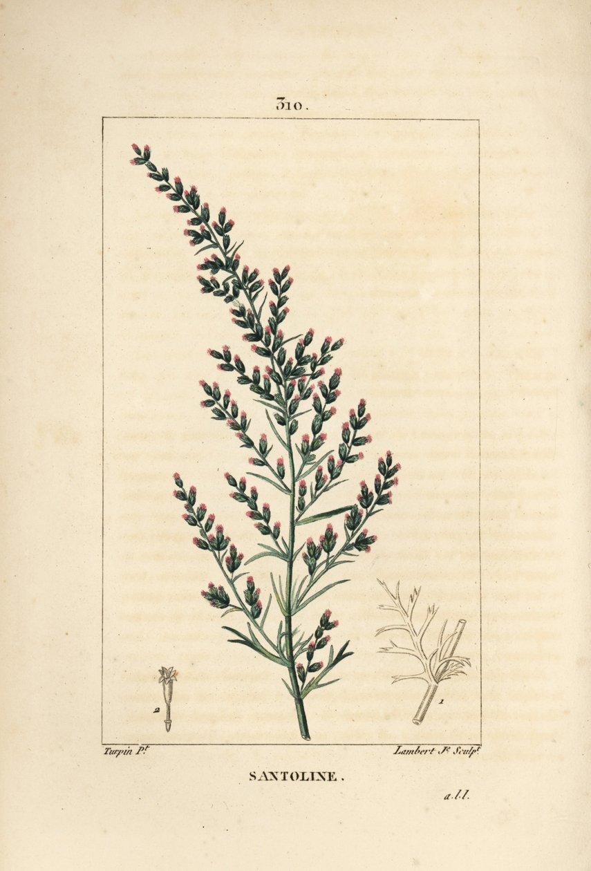 Sagebrush variëteit - Wormzaad of Tataarse alsem door Pierre Jean Francois Turpin