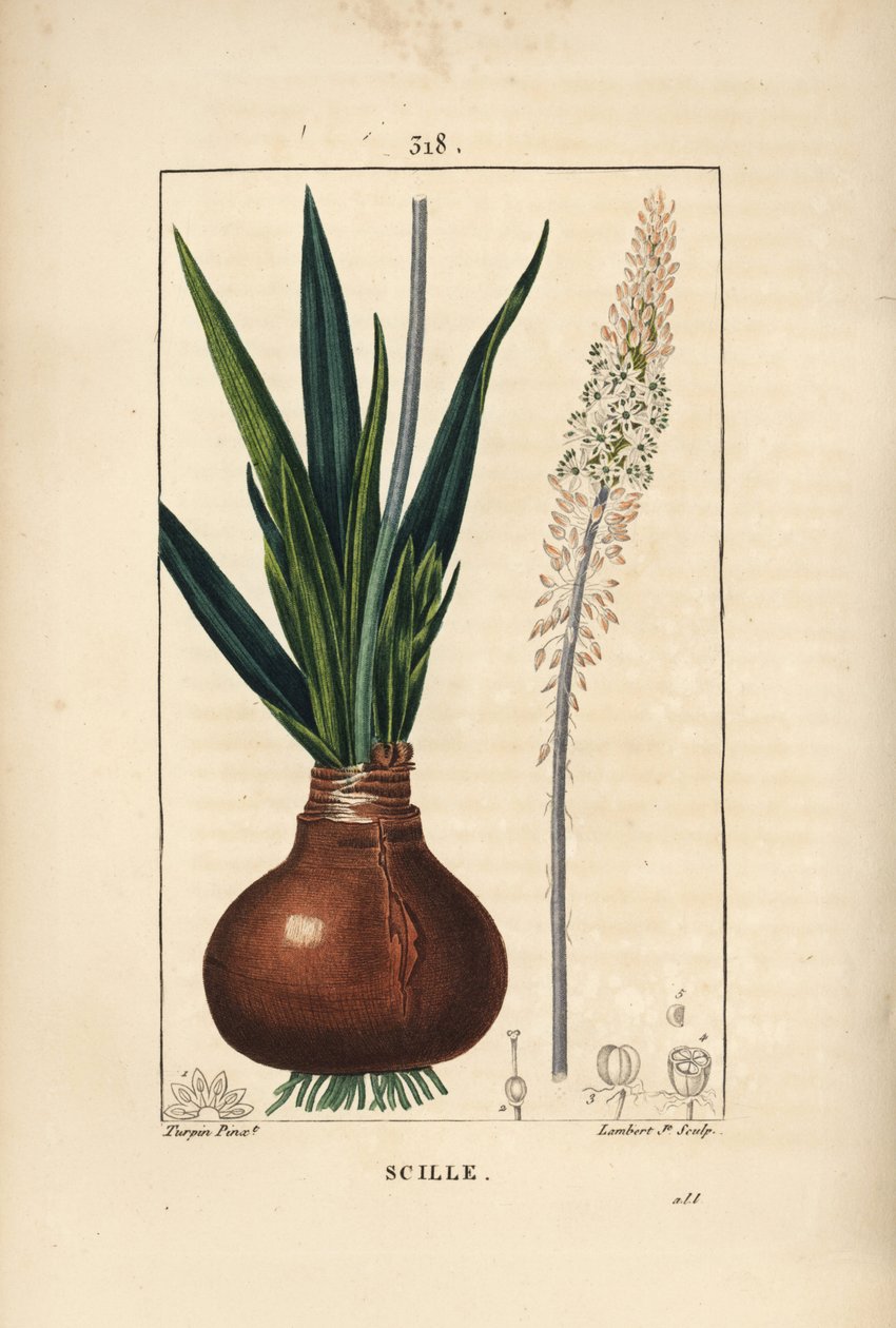 Zeekool, Drimia maritima, met bol, blad, stengel en bloem door Pierre Jean Francois Turpin