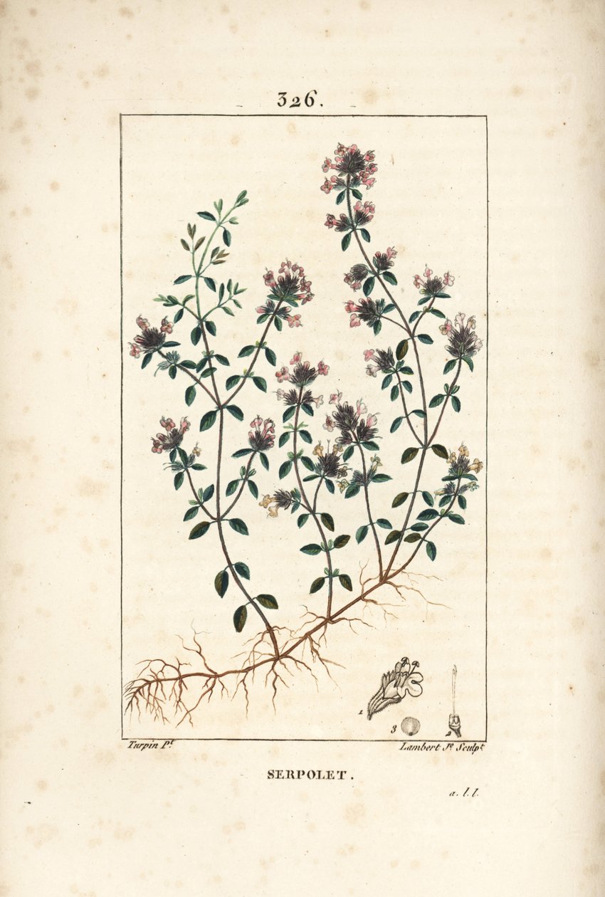 Serpolet of tijm serpolet - Kruipende tijm of wilde tijm, Thymus serpyllum, met bloem, blad, stengel en wortel. Handgekleurde stipple kopergravure door Lambert Junior naar een tekening van Pierre Jean-Francois Turpin uit Chaumeton, Poiret en Chamberet door Pierre Jean Francois Turpin