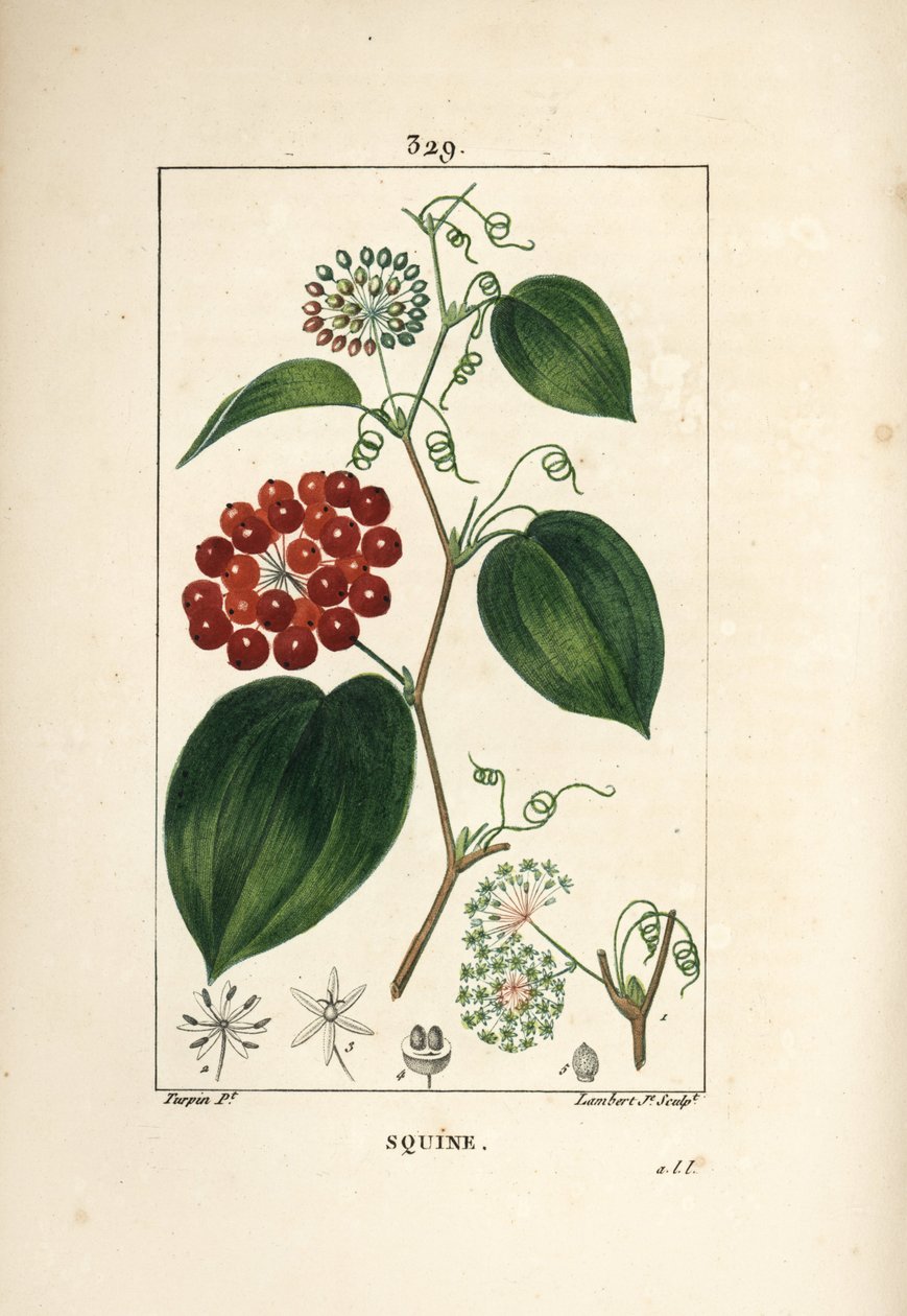 Smilax-variëteit - Chinese smilax, Smilax china, met bloem, rank, blad en vrucht door Pierre Jean Francois Turpin