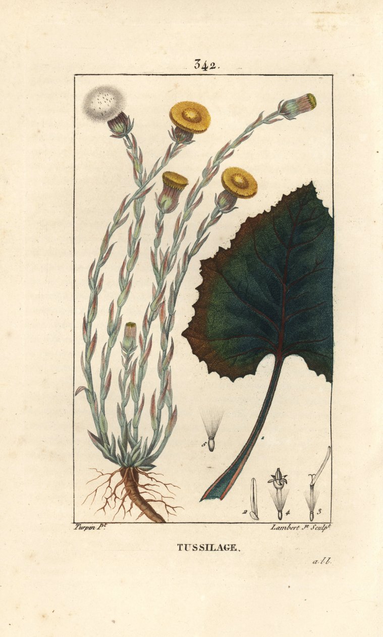 Hoefblad, Tussilago farfara, met bloem, blad, stengel en wortel door Pierre Jean Francois Turpin