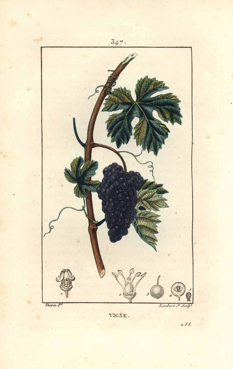 Wijnstok, Vitis vinifera, met vrucht, blad, rank en stengel door Pierre Jean Francois Turpin