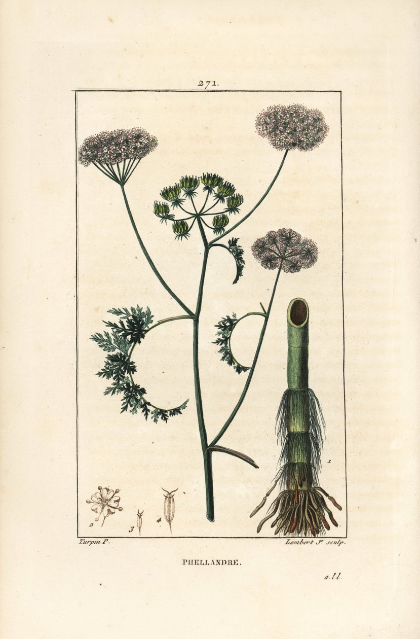 Waterdropwort of waterscheerling, Oenanthe aquatica, met bloem, blad, stengel en wortel door Pierre Jean Francois Turpin