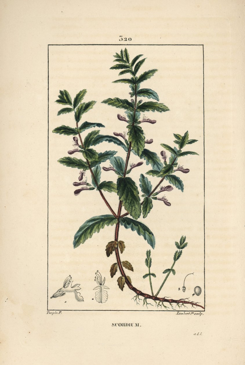 Water germander, Teucrium scordium, met bloem, blad, stengel en wortels door Pierre Jean Francois Turpin