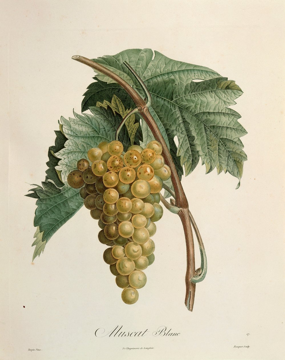 Witte muskaatdruiven door Pierre Jean Francois Turpin door Pierre Jean Francois Turpin
