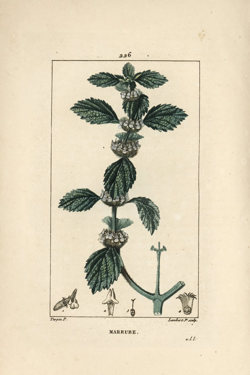 Witte of gewone marrube - Gewone marrubium, Marrubium vulgare. Handgekleurde stipple kopergravure door Lambert Junior naar een tekening van Pierre Jean-Francois Turpin uit Chaumeton, Poiret en Chamberet