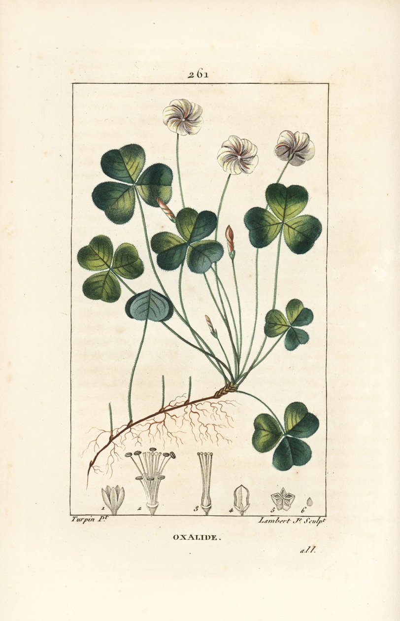 Bosklaverzuring, Oxalis acetosella, met bloem, blad, stengel, zaad en wortel. Handgekleurde stipple kopergravure door Lambert Junior naar een tekening van Pierre Jean-Francois Turpin uit Chaumeton, Poiret en Chamberet door Pierre Jean Francois Turpin