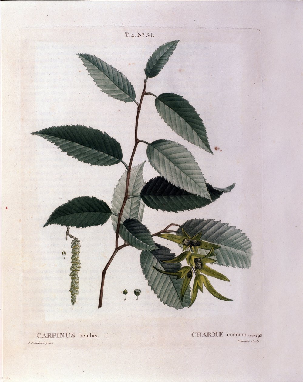 Botanisch: tak van haagbeuk. Plaat uit "Nouveau Duhamel du Monceau of Verhandeling over Bomen en Struiken Gecultiveerd in Frankrijk" Aquarel door Pierre Joseph Redoute (1759-1840) 1819 door Pierre Joseph (after) Redoute