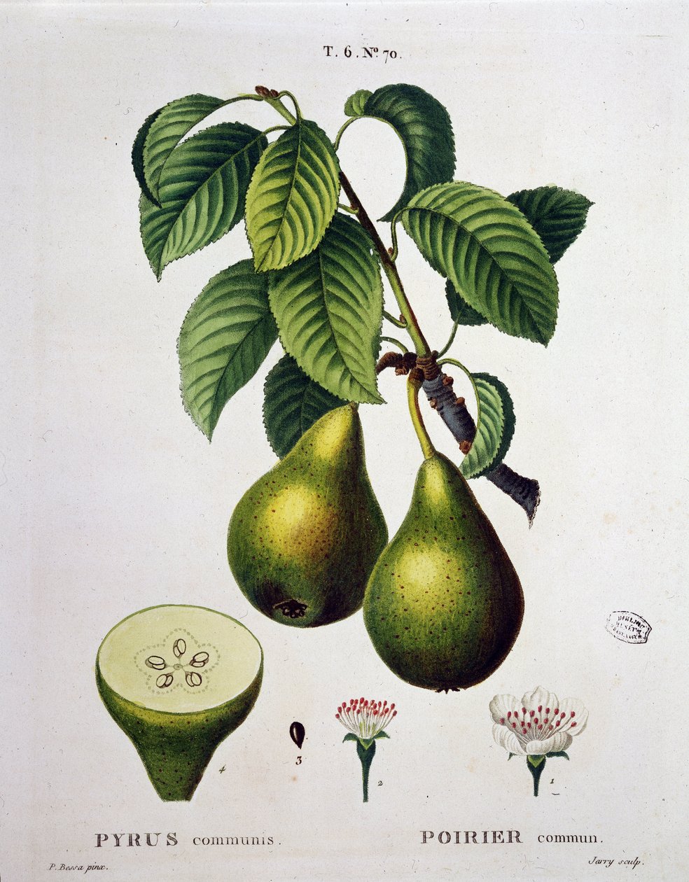 Poirier - in Nouveau Duhamel du Monceau ou traité des arbres et arbustes que le culture en France, figuren volgens de tekeningen van P.J. Redoute en P. Bessa, Parijs door Pierre Joseph (after) Redoute