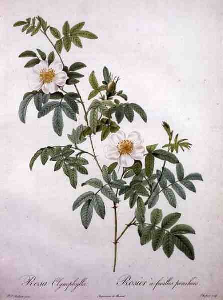 Rosa clynophylla, gegraveerd door Chapuy, uit 