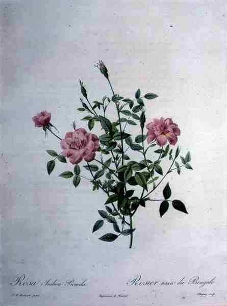 Rosa indica pumila (dwerg Bengalenroos), gegraveerd door Chapuy, uit 