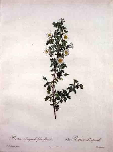 Rosa pimpinelli folia pumila (dwerg Schotse roos), gegraveerd door Chapuy, uit 