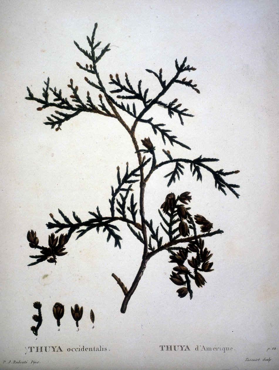 Thuya occidentalis of Thuya d