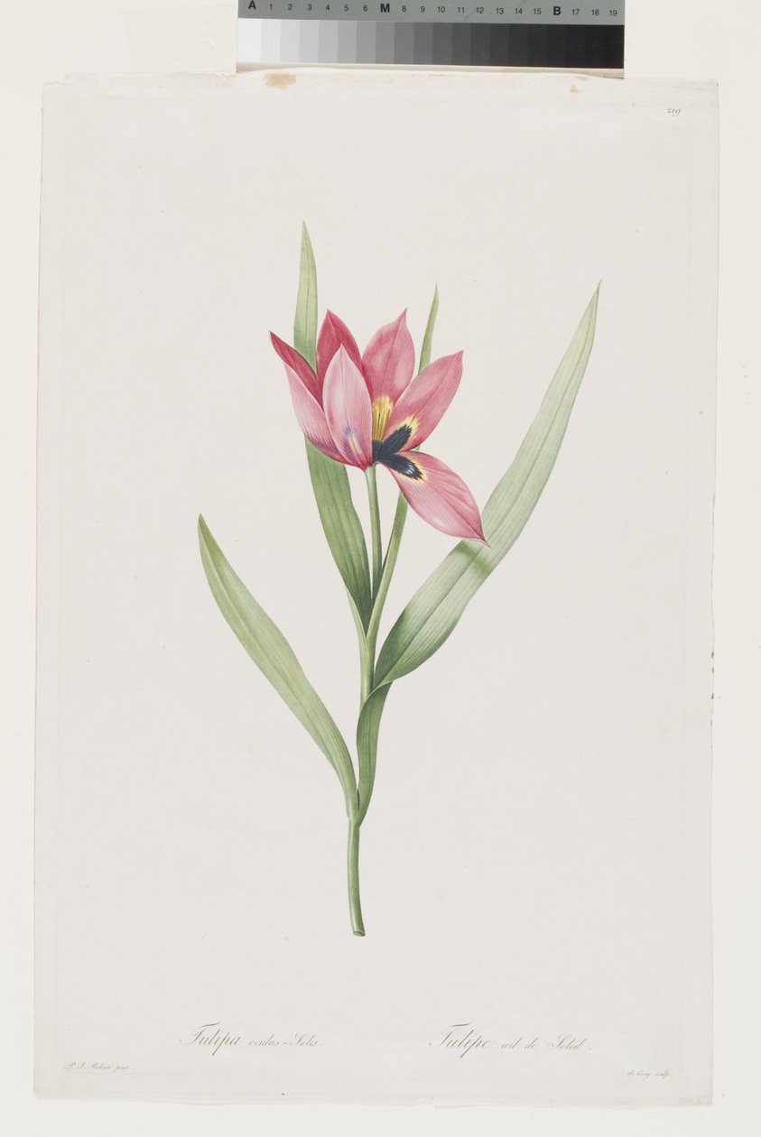 Tulipe Oeil De Soleil door Pierre Joseph (after) Redoute