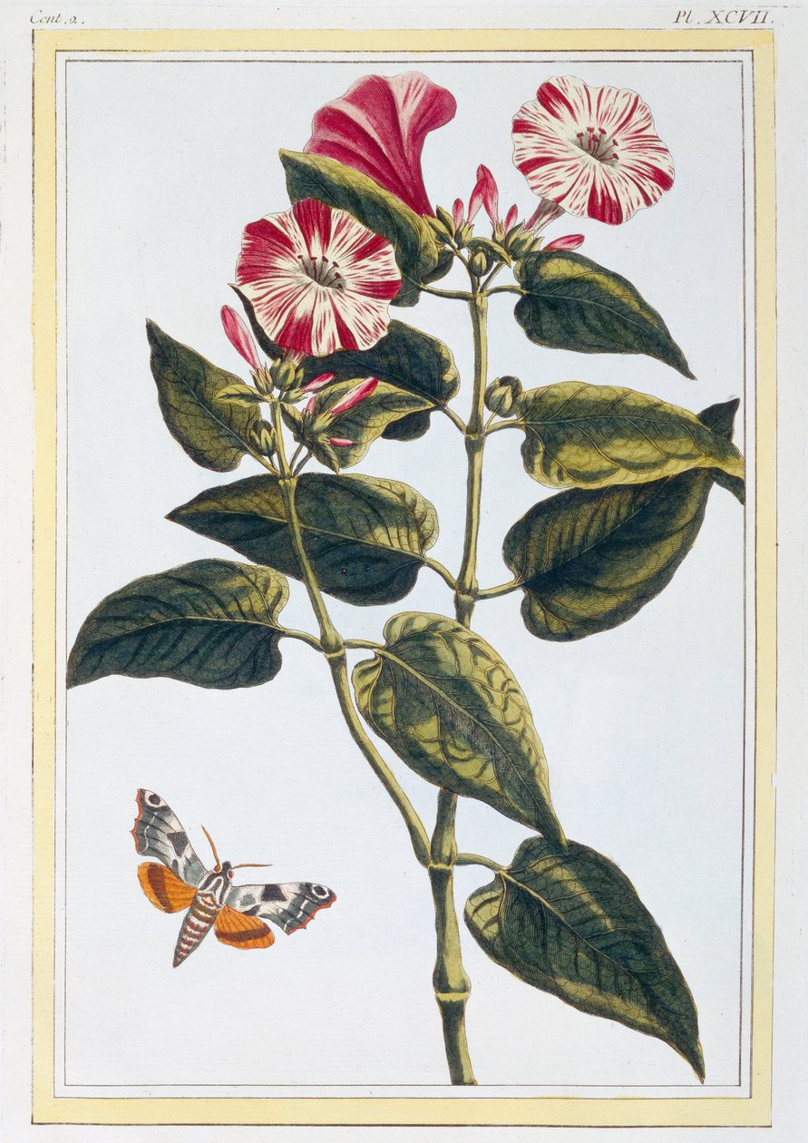 La Belle de Nuit Morning Glory, uitgegeven 1776 door Pierre Joseph Buchoz