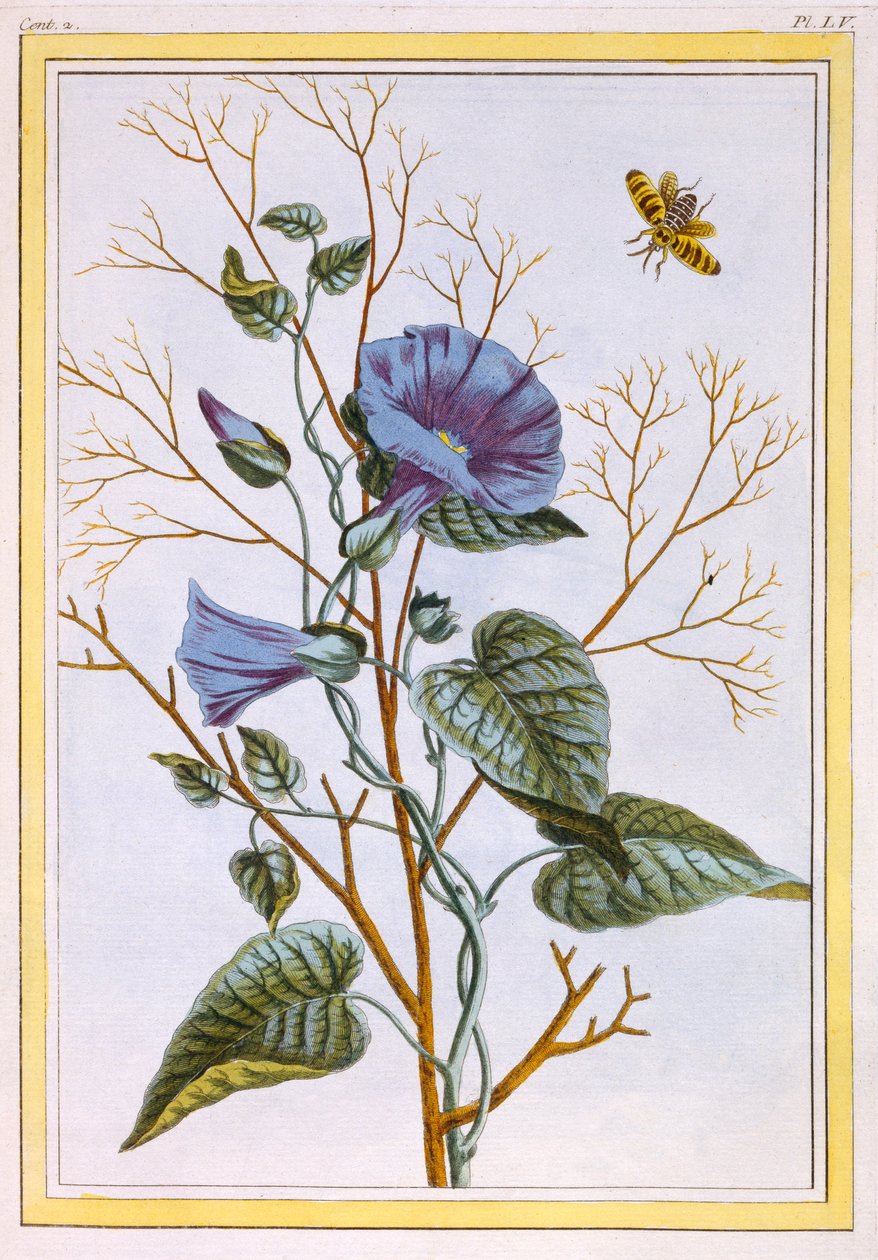 Le Grand Liseron Violet Convovlus, gepubliceerd 1776 door Pierre Joseph Buchoz