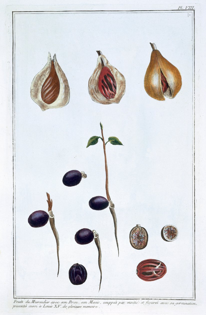 Nootmuskaat, ca. 1751-1807 door Pierre-Joseph Buchoz