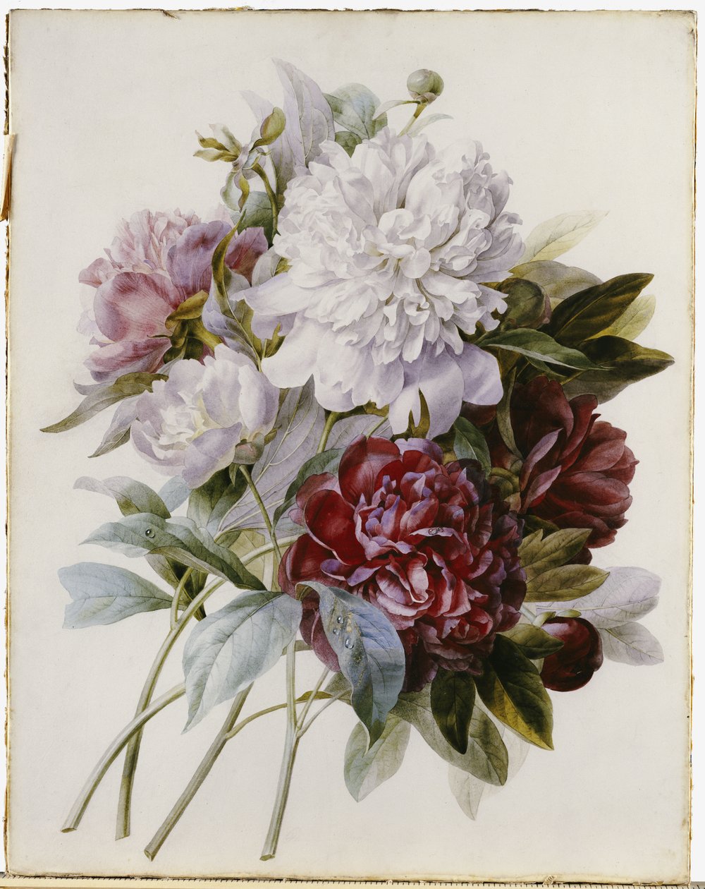 Een boeket van rode, roze en witte pioenen door Pierre Joseph Redouté