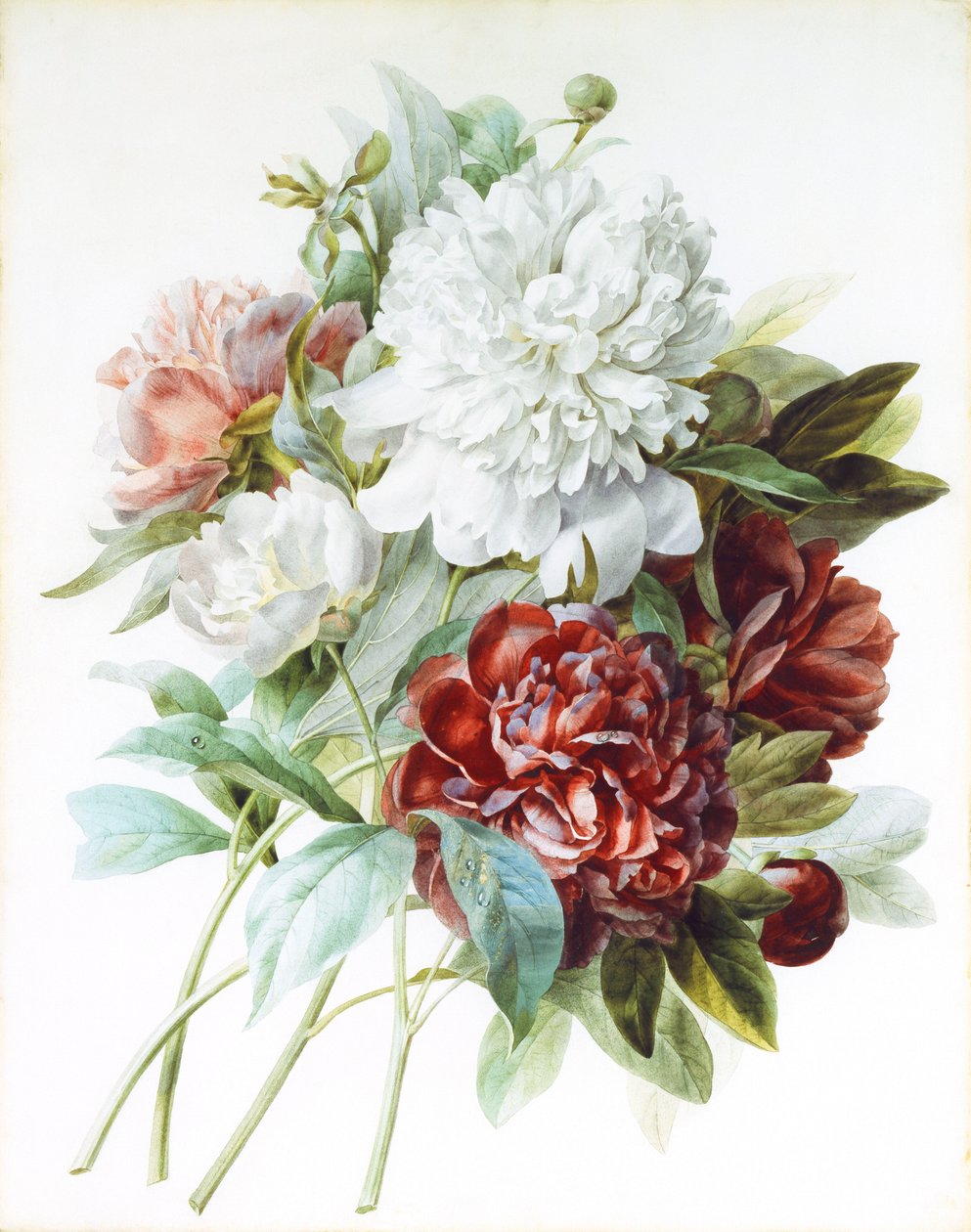 Een Boeket Rode, Roze en Witte Pioenen door Pierre Joseph Redouté
