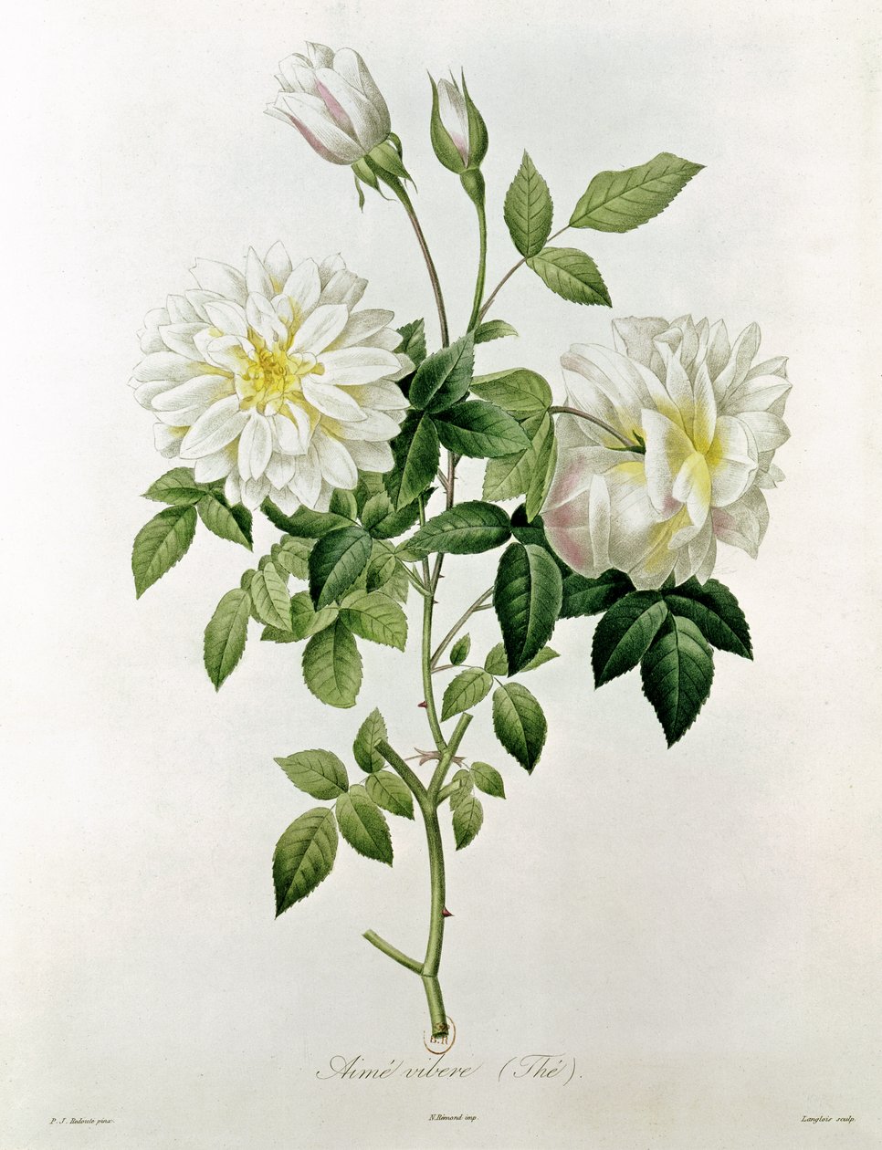 Aime Vibere (Thee) gegraveerd door Eustache Hyacinthe Langlois (1777-1837) door Pierre-Joseph Redouté
