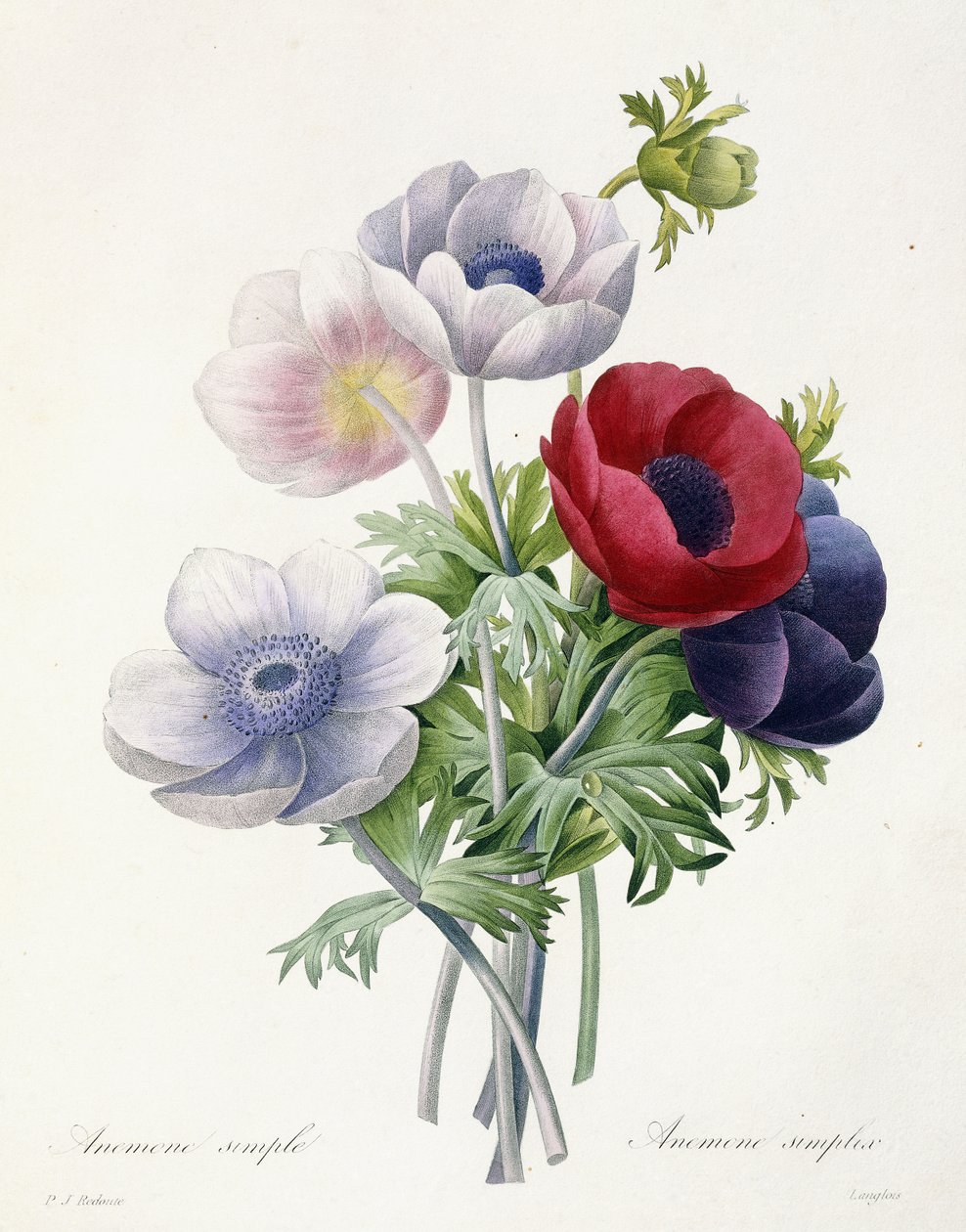 Anemoon Simple, uit "Choix des Plus Belles Fleurs et des Plus Beaux Fruits" door Pierre Joseph Redoute, 1829 door Pierre Joseph Redouté