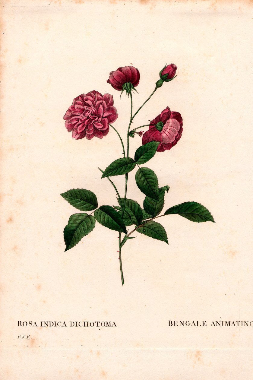 Animerende Chinese roos, Rosa chinensis hybride door Pierre Joseph Redouté