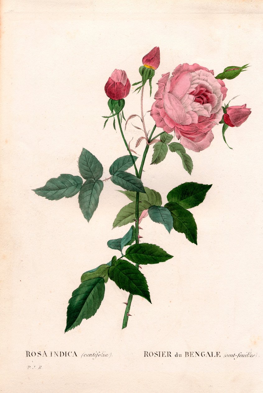 Bengaalse 100-bladige roze, Rosa chinensis variëteit, Bengaalse roos (honderd-bladig). Handgekleurde stipple kopergravure uit Pierre Joseph Redoute
