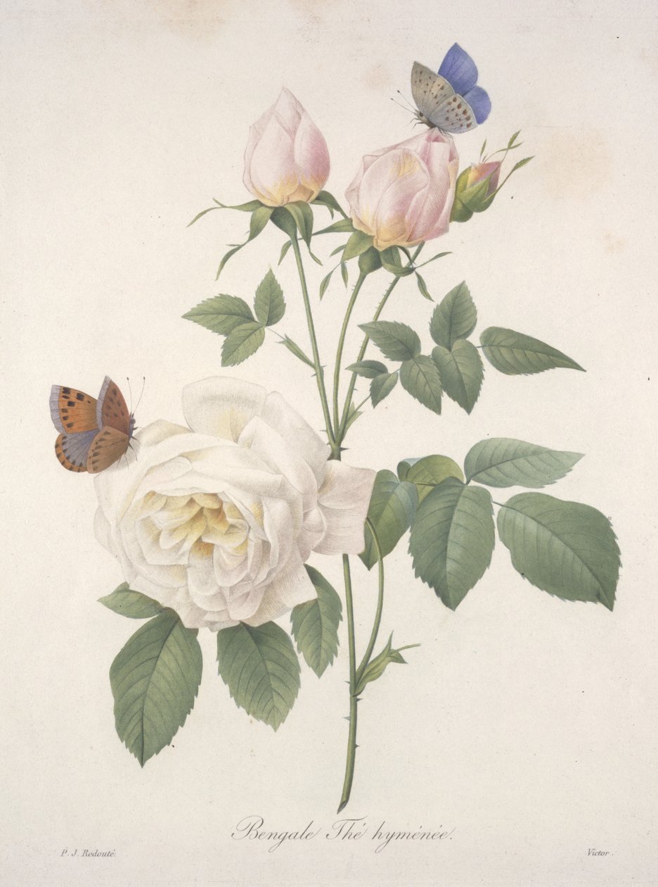 Bengale Thé hyménée, uit Choix Des Plus Belle Fleurs et des Plus Beaux Fruits, 1827 door Pierre Joseph Redouté