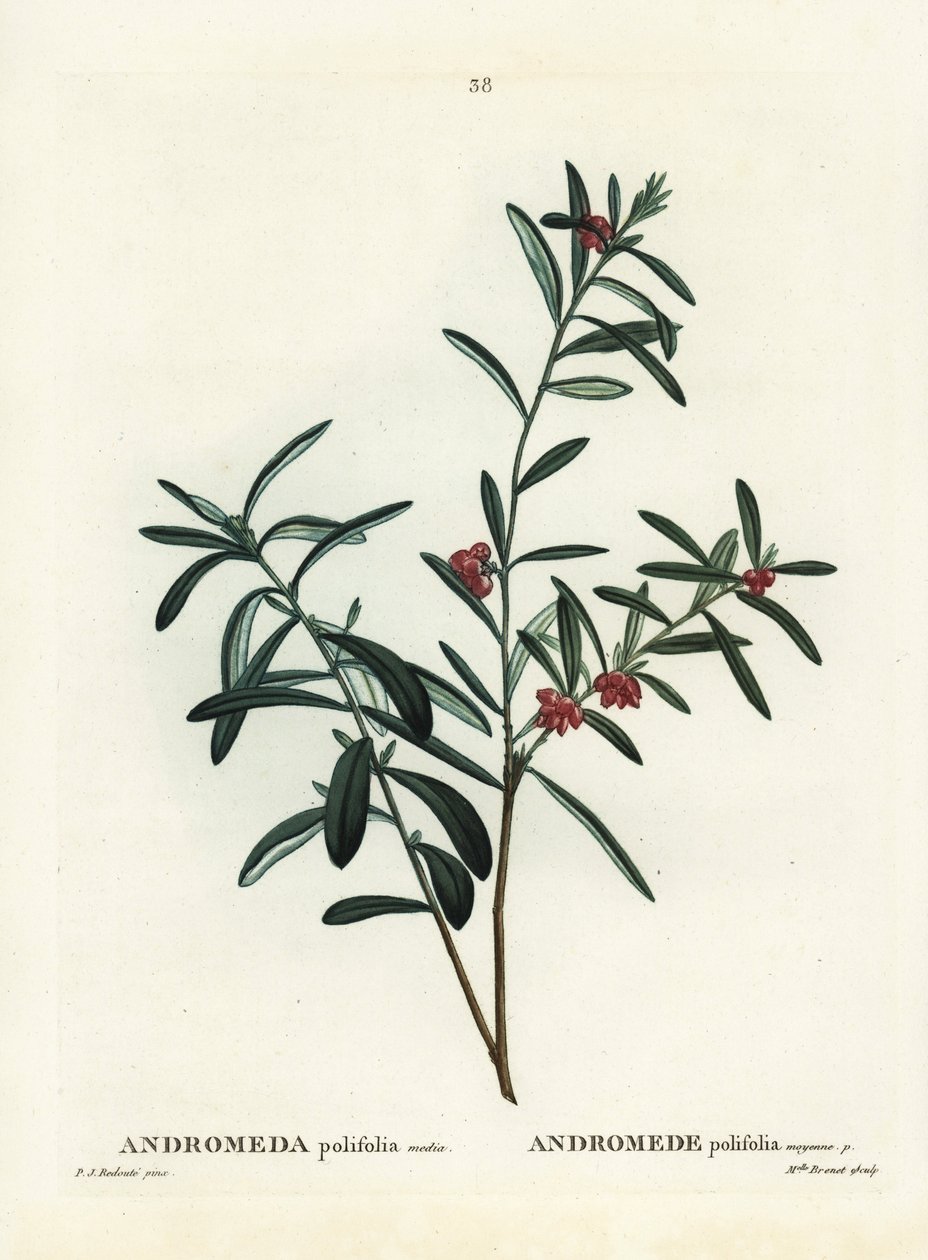 Moerasrozemarijn door Pierre Joseph Redouté