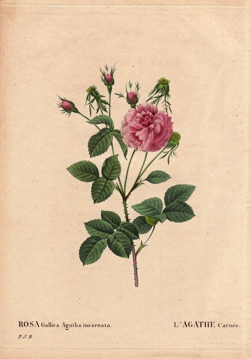 Botanische plaat, bloem, roos variëteit: Agathe carnee (Rosa gallica agatha incarnata). Onbekende oorsprong, hybride soort van Rosa Gallica Damask. In 