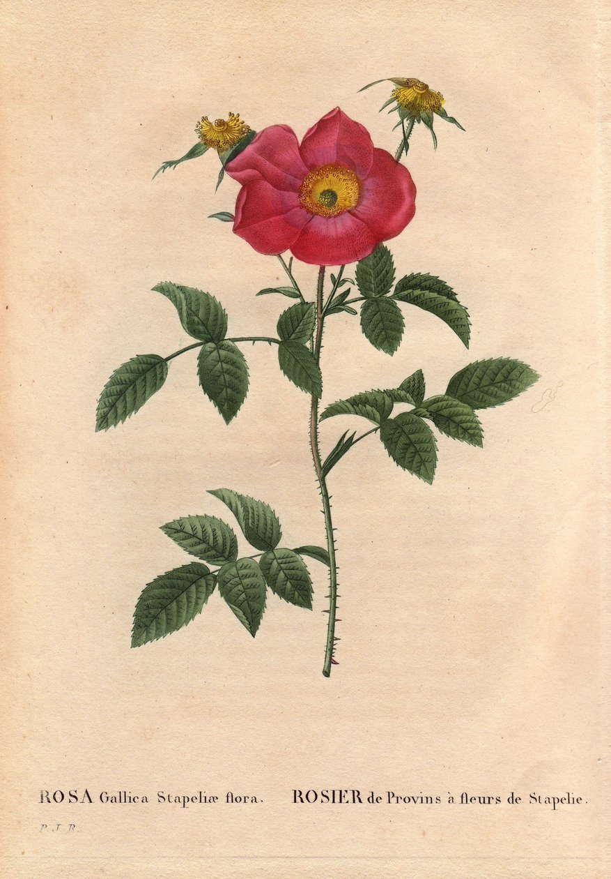 Botanische plaat, bloem, roos variëteit: Provin roos met Stapelia bloeiend (Rosa Gallica Stapeliae flora), waarschijnlijk uitgestorven soort. In Les Roses, Volume 2 door Pierre Joseph Redoute door Pierre Joseph Redouté