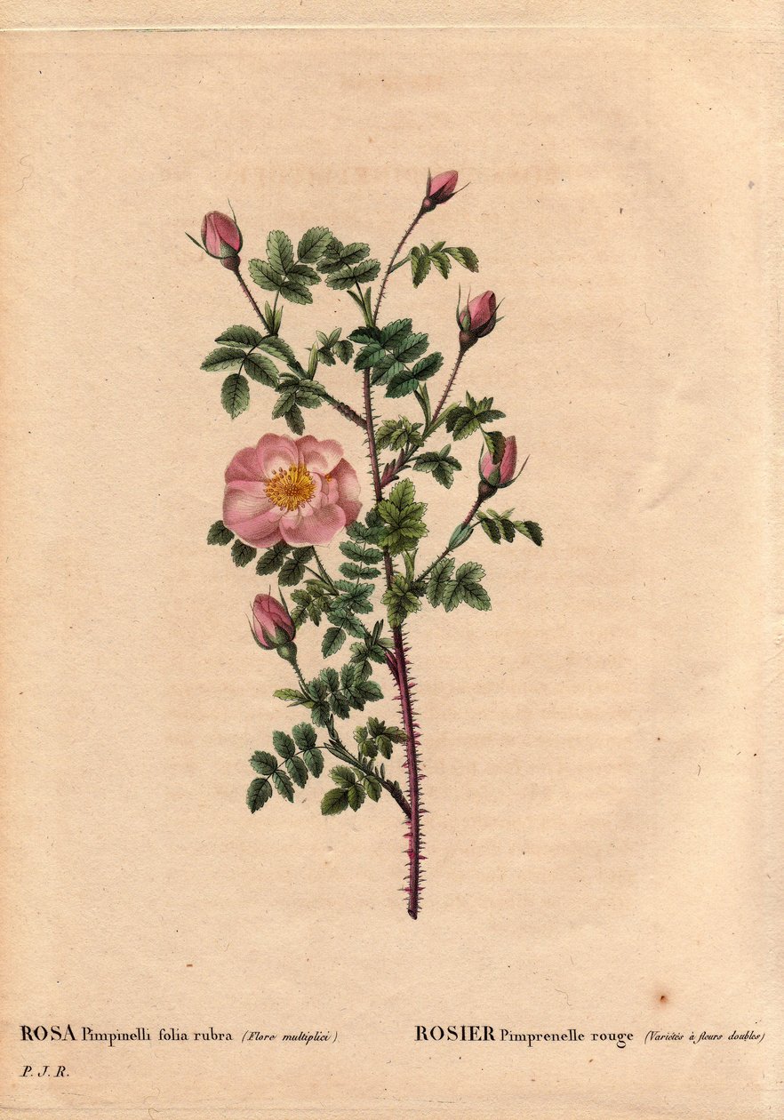 Botanische plaat, Bloem, Roos Variëteit: Rode Pimprenelle Roos (Variëteit heeft dubbele bloemen). In het Latijn: Rosa pimpinellifolia rubra. Bloemen gekweekt door Monsieur Descenemet, circa 1800. In 