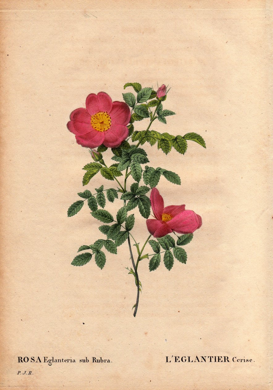 Botanische plaat, bloem, roos variëteit: De Kersen Eglantier (Rosa eglanteria sub rubra) geregistreerd in de kassen van Monsieur Vilmorin, circa 1820 en verkregen door de zaden van de gele roos foetida. In 