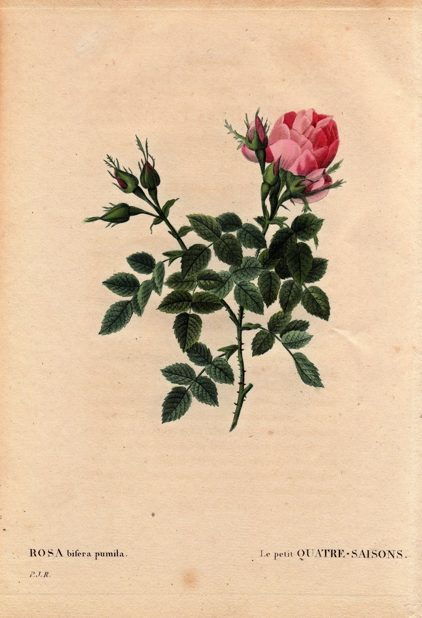 Botanische plaat, bloem, rozenvariëteit: De Kleine Vier Seizoenen. In Latijn: Rosa bifera pumila, gekweekt door Monsieur Noel, Parijs, Frankrijk, voor 1824. In 