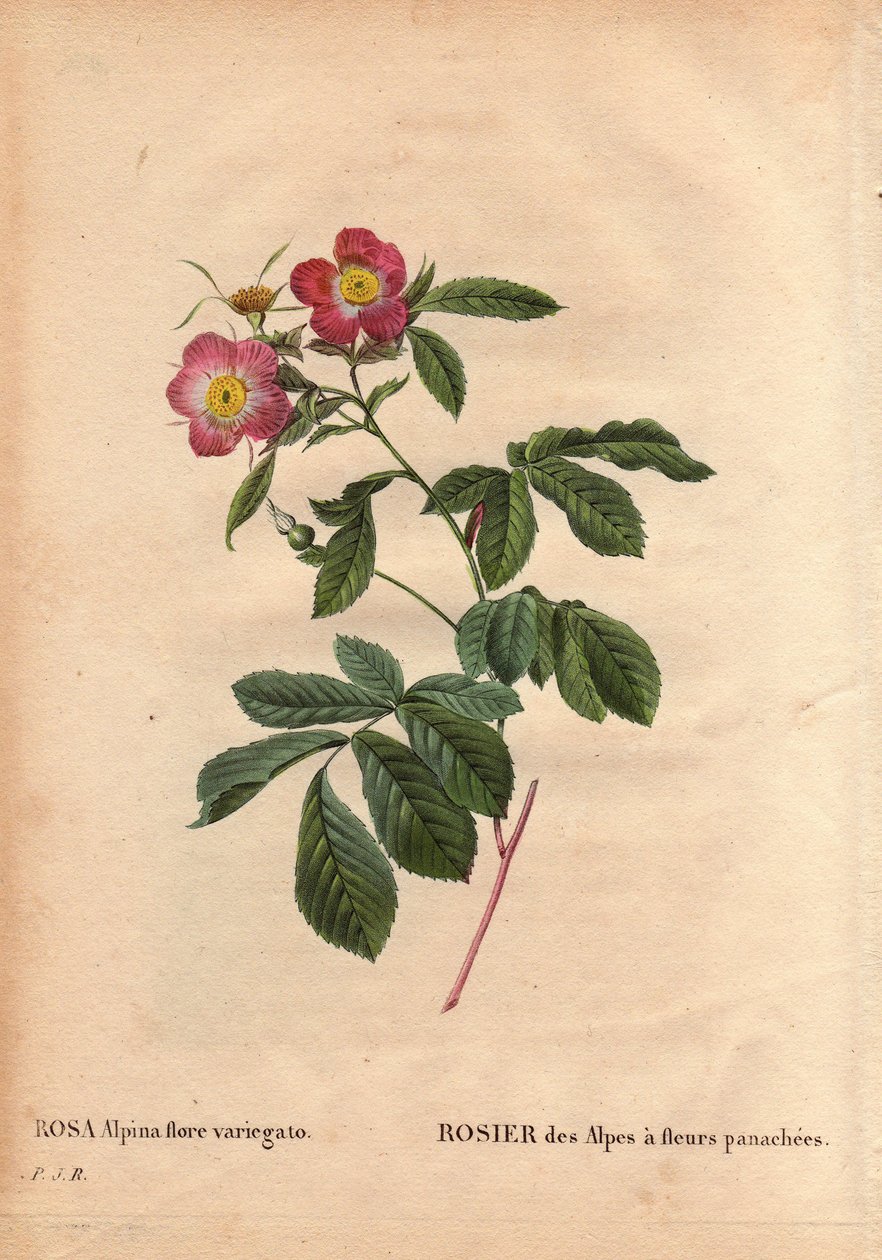 Botanische plaat, bloem, roos variëteit: Roos van de Alpen met bonte bloemen (Rosa alpina flora variegato). Geïntroduceerd in Frankrijk rond 1813 door Poilpre. In 