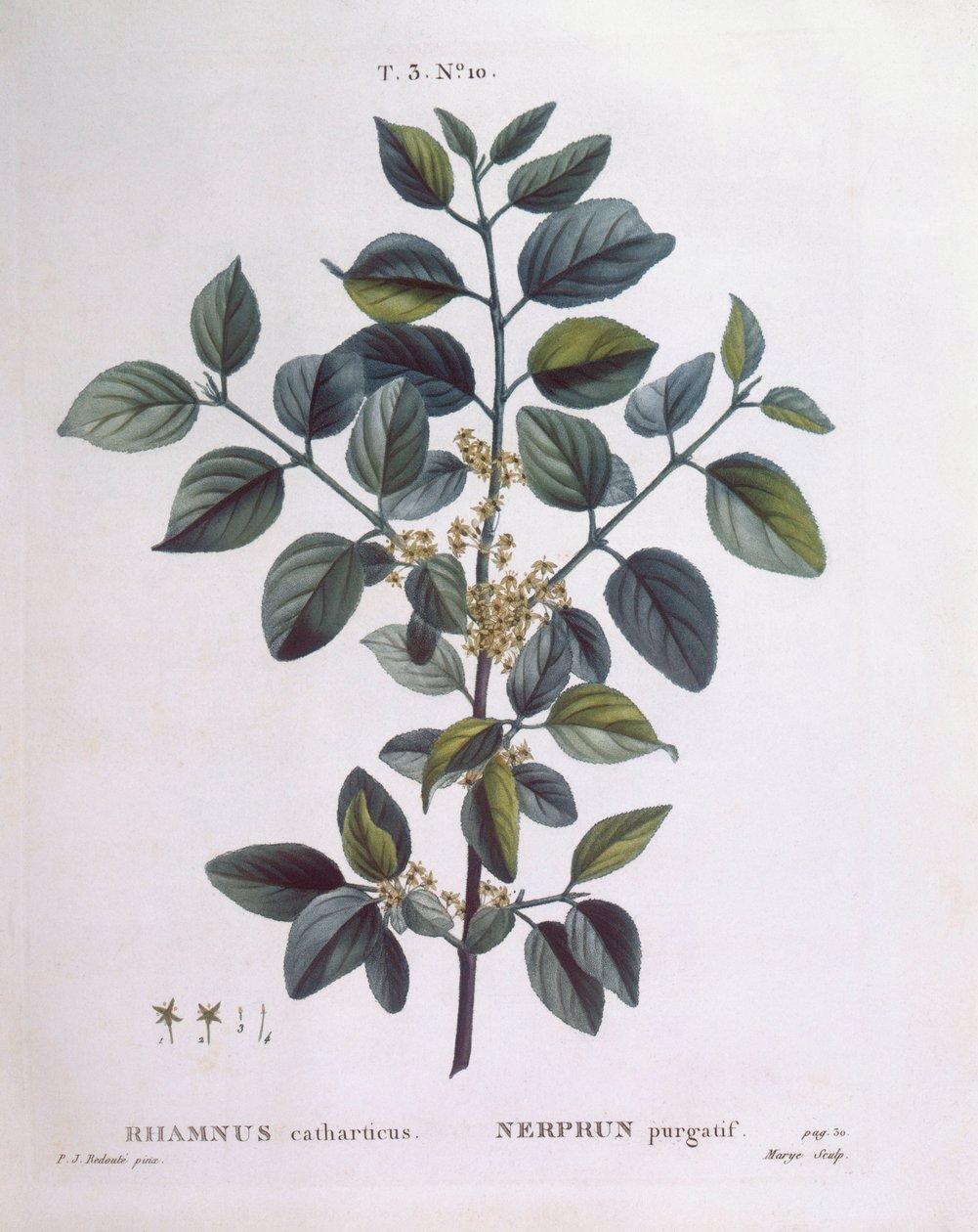 Vuilboom (Rhamnus catharticus), Henry Louis Duhamel du Monceau, botanische plaat door Pierre Joseph Redouté door Pierre Joseph Redouté
