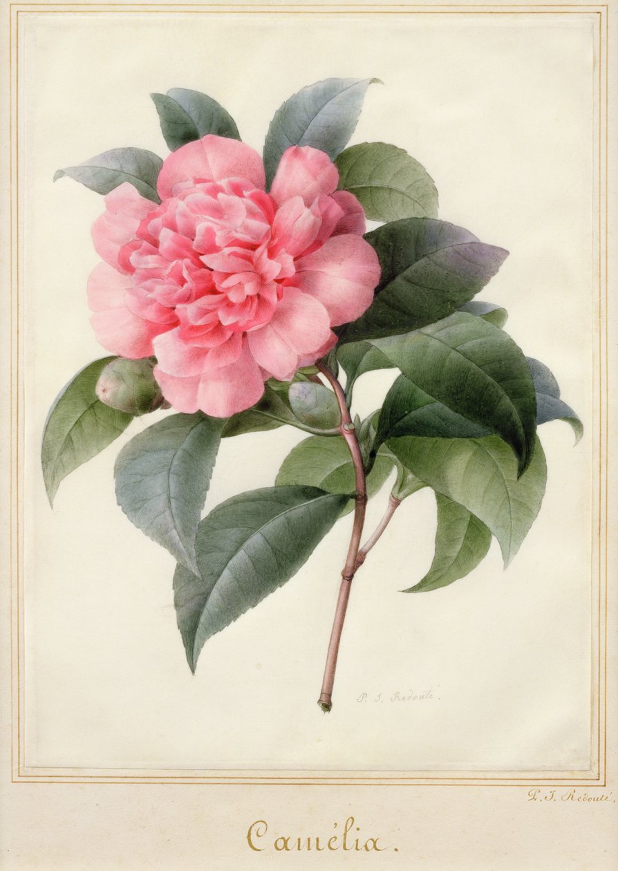 Camelia door Pierre Joseph Redouté