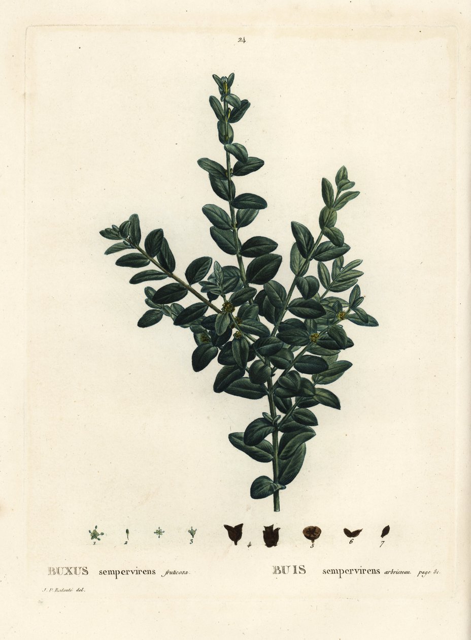 Gewone buxus, Europese buxus of buxushout, Buxus sempervirens fruticosa. Handgekleurde stipple gravure naar een illustratie van Pierre-Joseph Redoute uit Henri Louis Duhamel du Monceau